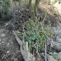 چوب درخت