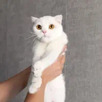 ماده بالغ