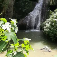 خریدار و فروش چوب و درخت سر زمین و باغ