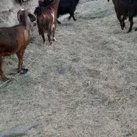 بز رُنگ و مایه ای دوقلوزا و چپشت