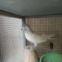 یجفت نروماده کله ای|پرنده|اصفهان, شاهد|دیوار