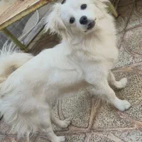 واگذاری سگ نژاد پامر|سگ|بم, |دیوار