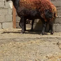 کاور تقلی میش بره ماده
