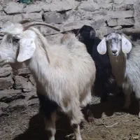 دو عدد گیسک ماده و یک عدد بز جوان|حیوانات مزرعه|مریوان, |دیوار