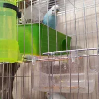 مرغ عشق مولد دم تخم|پرنده|مشکین‌دشت, |دیوار