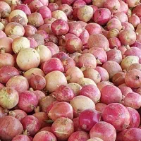 فروش انار ممتاز