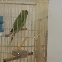 صلوصی ملکو سوکنکو 3ماه جوجه