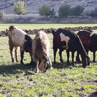 بزغاله نر|حیوانات مزرعه|دینور, |دیوار