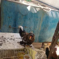 فروش مرغ تخم گذار و خروس سلطان و نیمچه مرغ