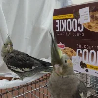 جوجه عروس هلندی رام خونگی ۴ماهه دختر و پسر دستی