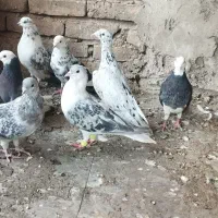 ۱۰ عدد کفتر تیرانی و افغان