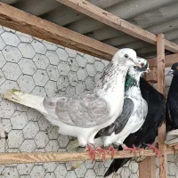 کفترای پرشی مازندران