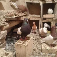 سرته|پرنده|خرمآباد, |دیوار