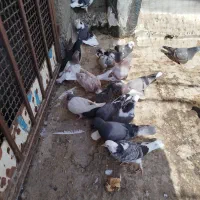 جوجه کبوتر18تابه شرط جفتی یک ملیون|پرنده|پاکدشت, پاکدشت (مامازند)|دیوار