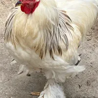خروس ومرغ برهما