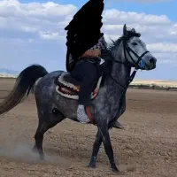 مادیان جوان|اسب و تجهیزات اسب‌سواری|سردرود, |دیوار