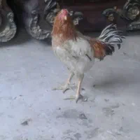 یک عدد لاری کلنگی ب فروش میرسد ماهدشت|حیوانات مزرعه|ماهدشت, |دیوار