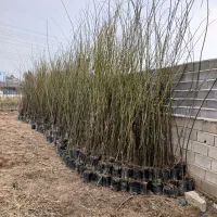 فروش زیتون(سنجد) تلخ|حراج|سورک, |دیوار