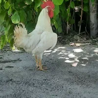 خروس مست مست