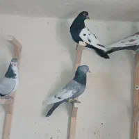 کفتر بهبانی|پرنده|شیراز, سعدیه شمالی|دیوار