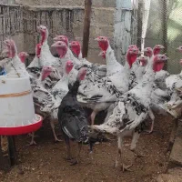 بوقلمون محلی