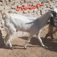 گوسفند|حیوانات مزرعه|سیب و سوران, |دیوار