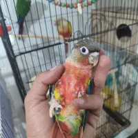 جوجه گرینچیک یلوساید دبل رد