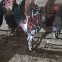 مرغ محلی وجهادی