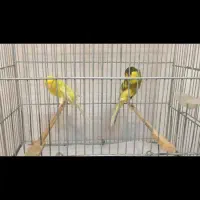 قناری رسمی بلند