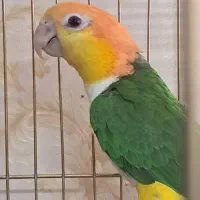 یک جفت کایک سر نارنجی|پرنده|مشهد, دانش|دیوار