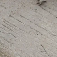 کبوتر طوقی ودوکت