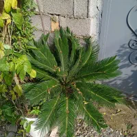 2عددسیکاس و1عددبرگ خنجری|گل و گیاه طبیعی|آستانه اشرفیه, |دیوار