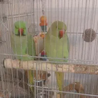 ملنگو مولد
