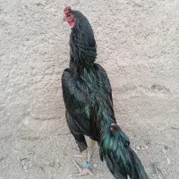 خروس لاری