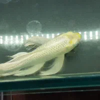 ماهی کوی پلاتینیوم سوپر باله بلند ۴۰ سانتی|ماهی|تهران, شکیبا|دیوار