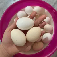 تخم مرغ محلی