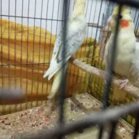 طوطی عروس مولد رنگ متفاوت|پرنده|رشت, نیکمرام|دیوار