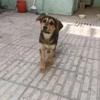 سگ ژرمن
