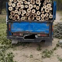 خرید چوب درخت بصورت نقدی در محل