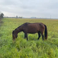 اسب مادیان آبستن