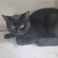 گربه اسکاتیش|گربه|مشهد, امیریه|دیوار