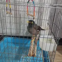 مرغ مینا  ده ماهه