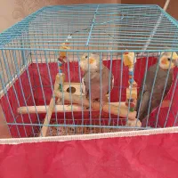 یک جفت عروس هلندی سخنگو