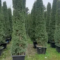 انواع درخت/ مثمر/غیرومثمر/ درخت پایان کارشهرداری|خدمات باغبانی و درختکاری|قلعه نو, |دیوار