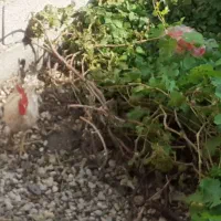 خروس جوان معاوضه با مرغ تخم گذار