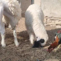 گوسفند ماده آبست ویک بره کابور