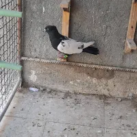 صید بمب بلند