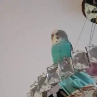 مرغ عشق پیدا شده حوالی نصر یک عدد مرغ عشق