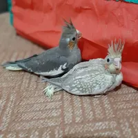 طوطی عروس سرلاکی اهلی|پرنده|بهبهان, |دیوار