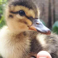 جوجه اردک محلی